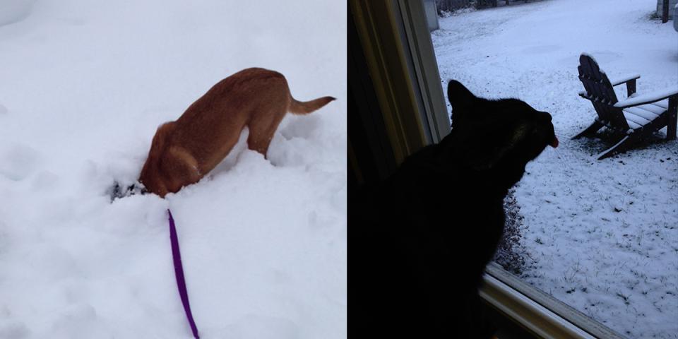 Bailey enthusiastically enjoying the snow vs. Whitey licking the frosty window.