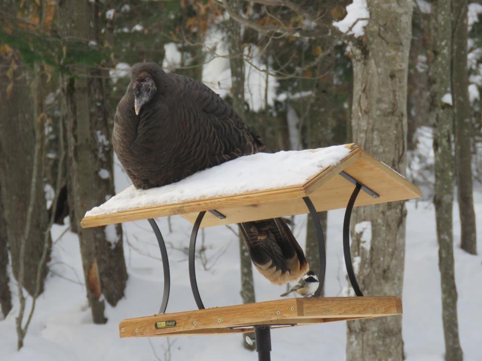 Wild Turkey and Black-capped Chickadee on Platform Feeder. Photo by Joan Collins