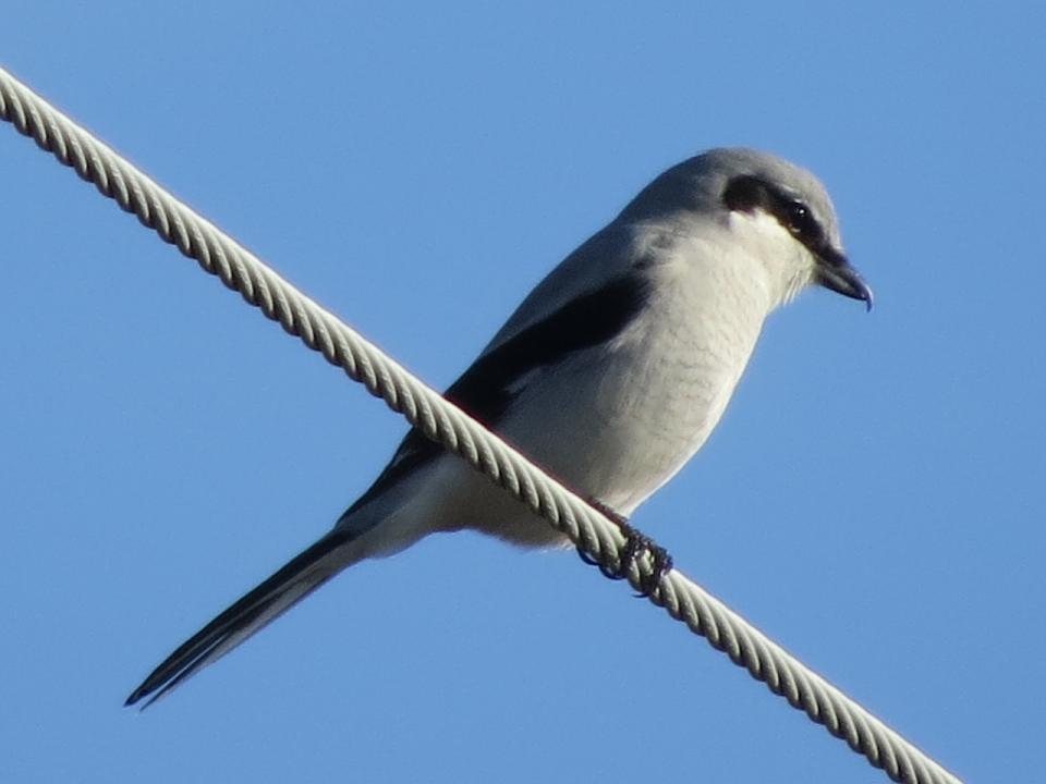 Northern Shrike. Photo by Joan Collins