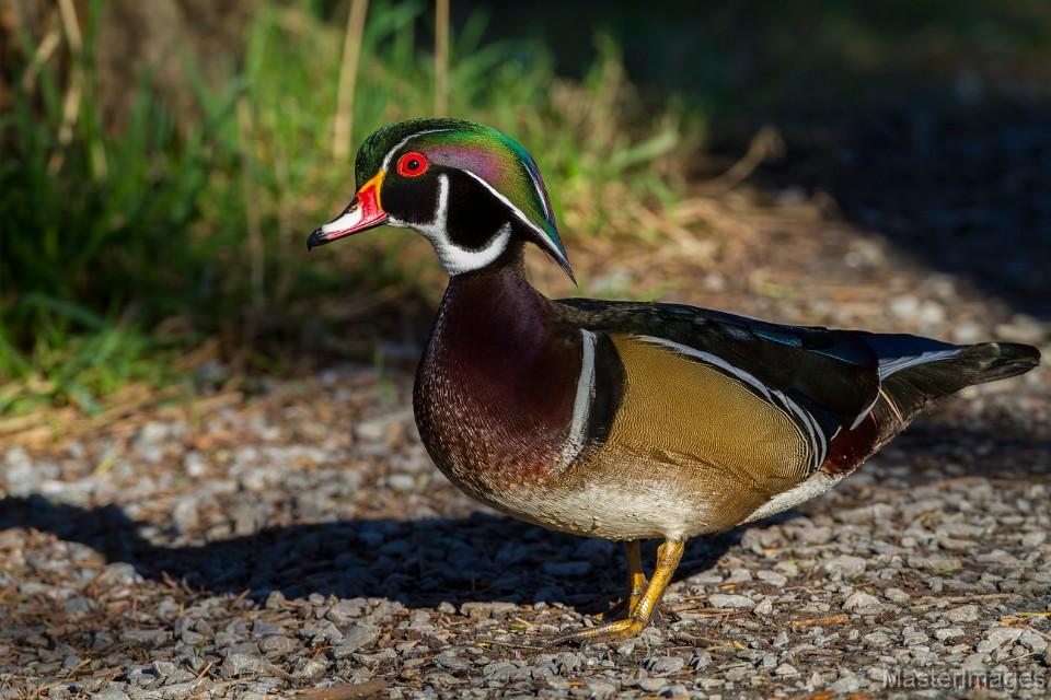 Wood Ducks can be found in the marshy areas along the Bog River and Hitchins Pond. Image courtesy of www.masterimages.org.