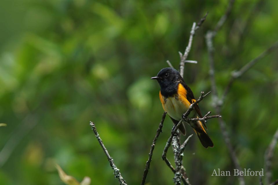 The American Redstart is just one species which you can find while exploring the area.