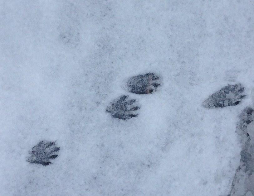 Raccoon tracks in snow.