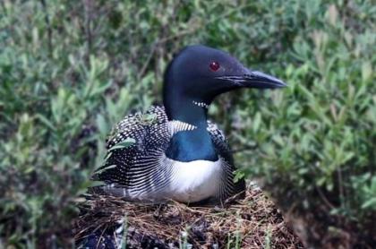 a loon sitting on its nest