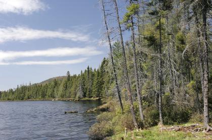 The Black River Wild Forest includes the Moose River.
