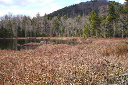 A small pond with considerable wetland plants.