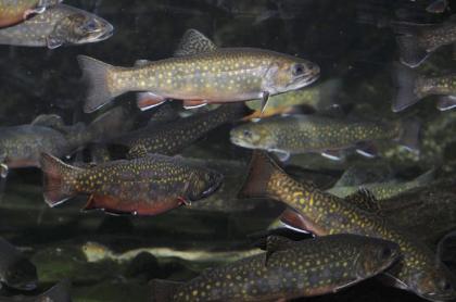 A unique heritage strain of wild brook trout are found in Little Tupper Lake and Rock Pond.