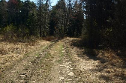 This old forest road starts a fine creek hike.