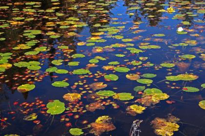 Lily pads on murky water