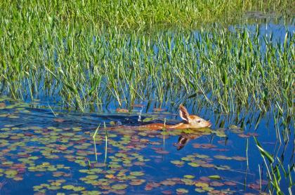 A fawn swimming in a grass-filled pond.