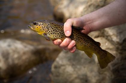 A trout being held with one hand.