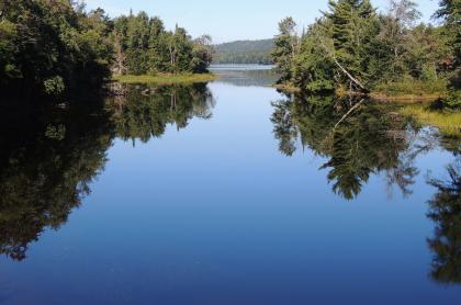 A body of water reflecting trees