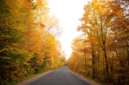 A road surround by bright orange trees in the fall