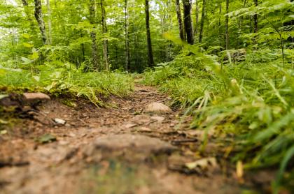 A close-up view of a dirt trail and grass on either side