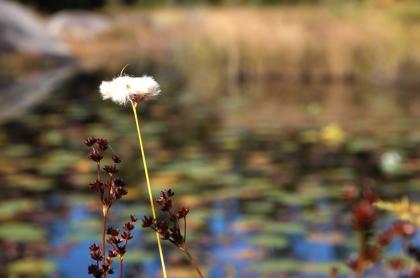 A sedge in bloom on a pond.