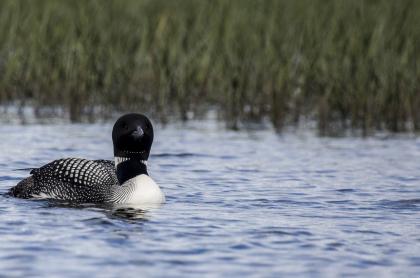 A loon swimming in the water