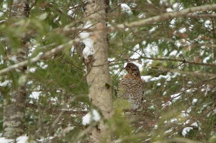 A bird within the trees