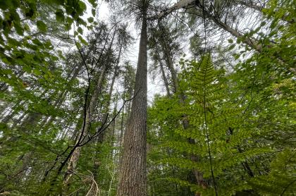 Large pine trees towering above