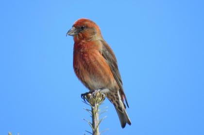 A bird sits on top a branch