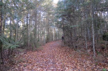 A gentle&#44; wide trail through the forest