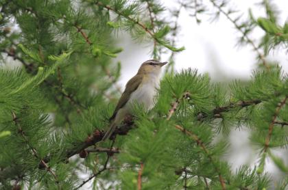 A bird perched in a pine tree