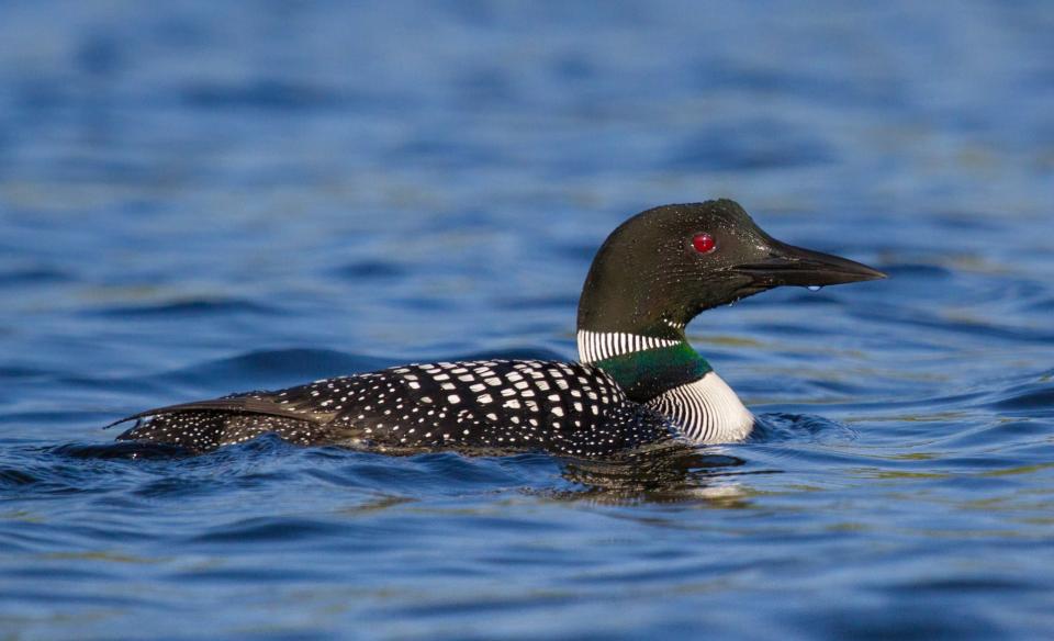 Photo of a loon swimming on the water