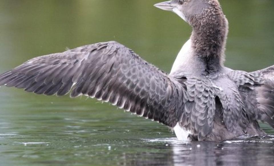 a loon on the lake with its wings open wide