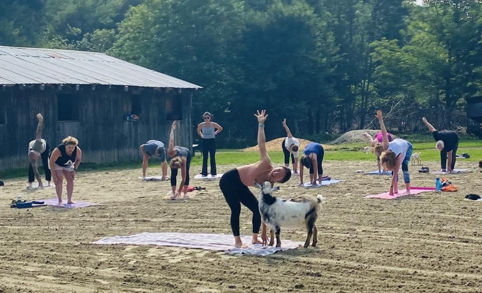 people on yoga mats with some goats nearby