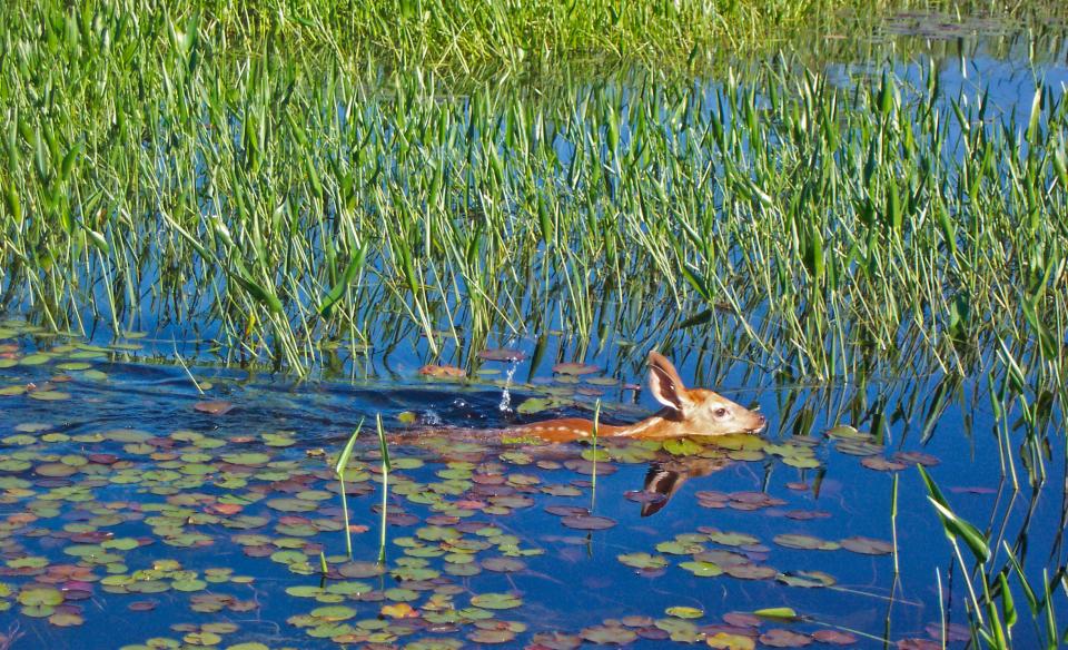 A fawn swimming in a grass-filled pond.