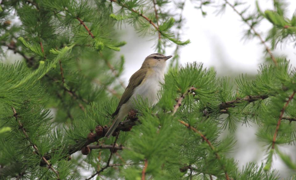 A bird perched in a pine tree