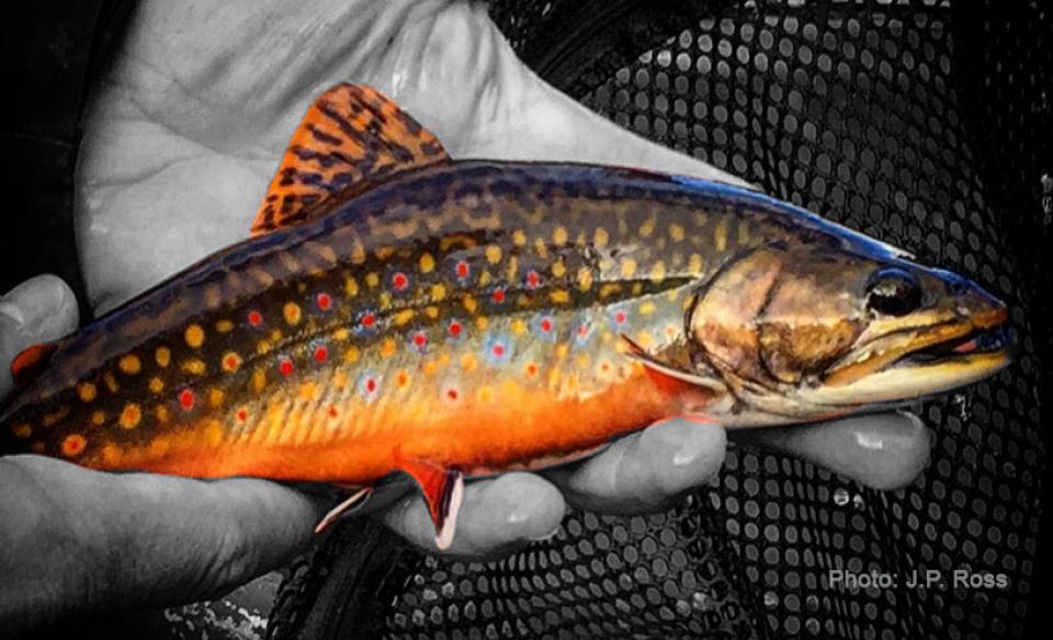 Native brook trout - photo courtesy Jordan Ross - Trout Power