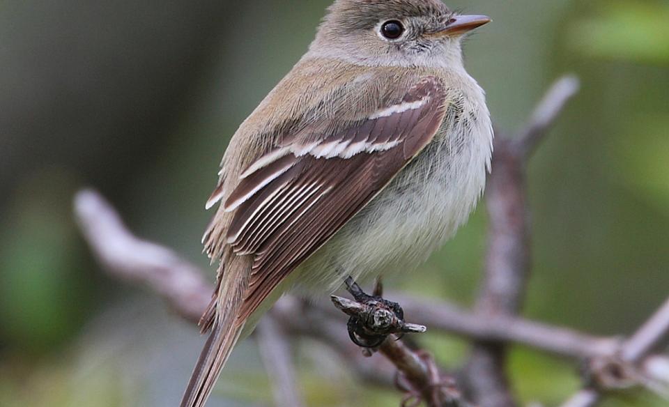 Least flycatcher has bold eye-rings and shorter primary projection.