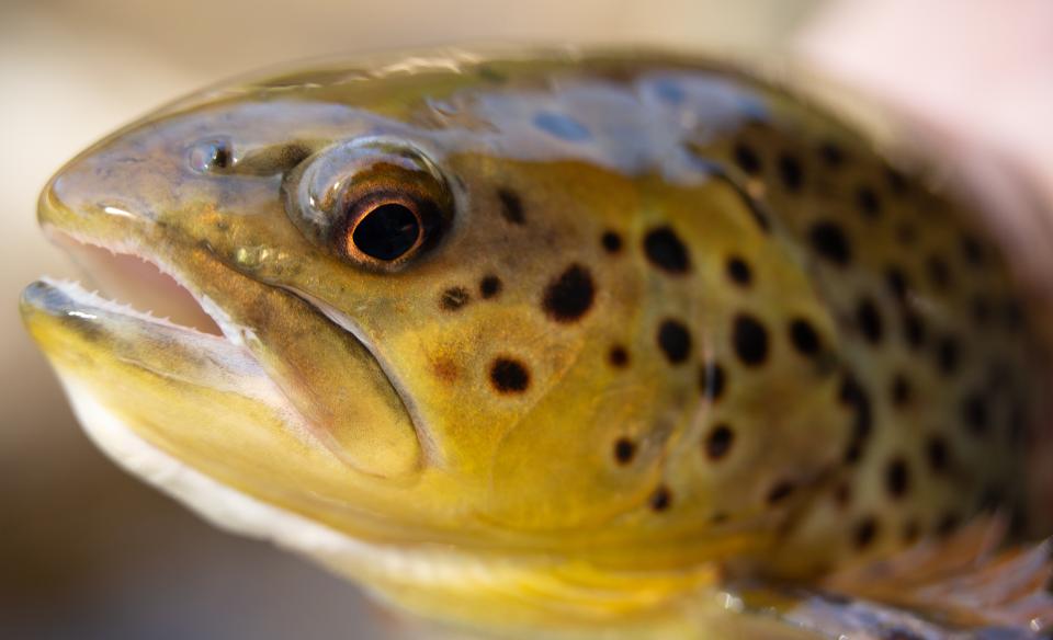 A brook trout close-up