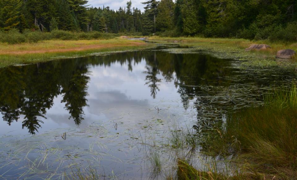 Excellent brook trout in a remote location is the appeal of Bear Paw Creek.